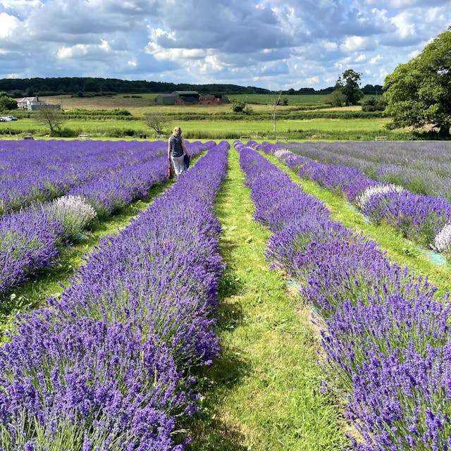 Warwickshire Lavender Farm