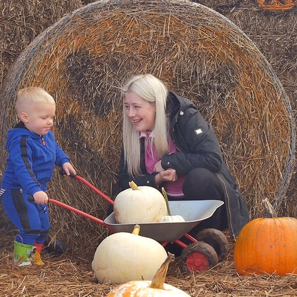 PYO Pumpkins at Lower Drayton Farm | Staffordshire - image 2