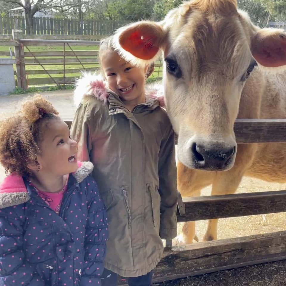 Summer at Ash End House Children's Farm - image 1