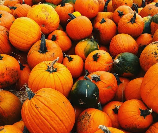 Pumpkins R Us | Southam