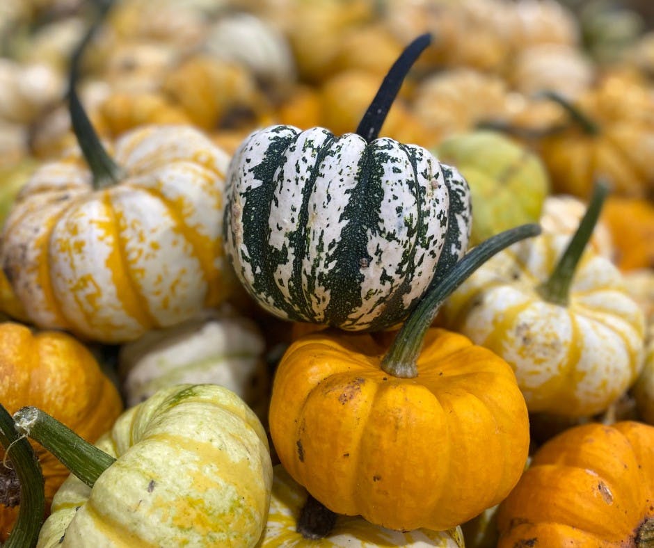 Pumpkins R Us | Southam - image 1