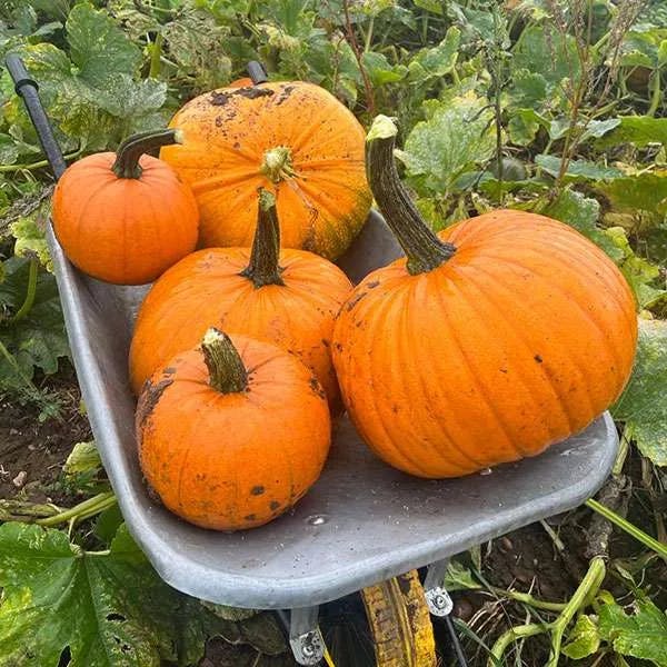 PYO Pumpkins at Lower Drayton Farm