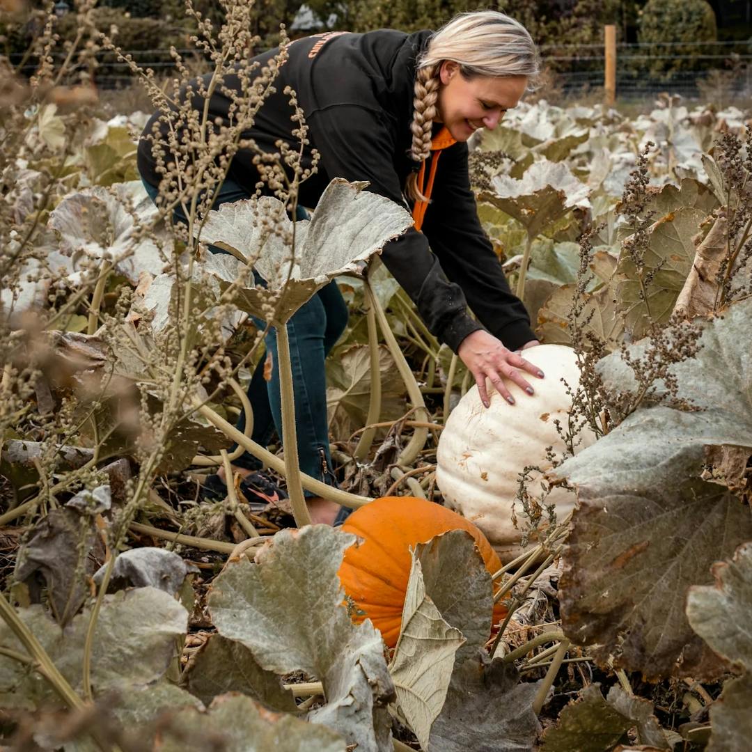 Rymans Pumpkins | Lichfield - image 1