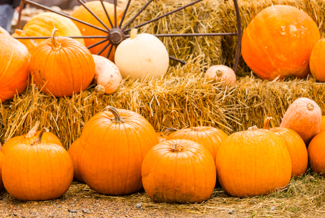 Rymans Pumpkins | Lichfield