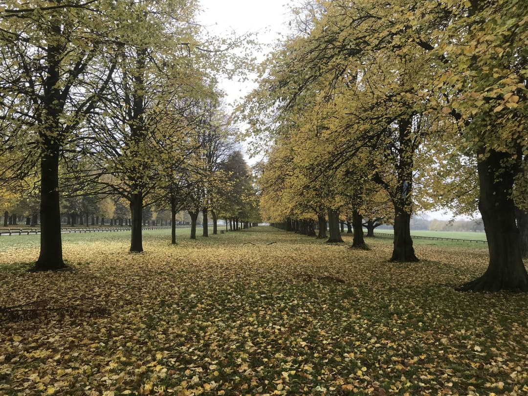 Christmas Trail at Coombe Abbey Park - image 1