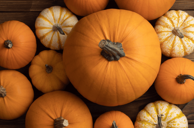 Pumpkin Parade at Spencer Park | Earlsdon