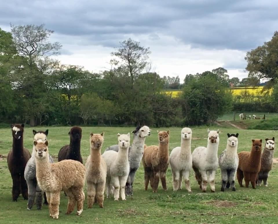 Faerie Tale Alpacas - image 1