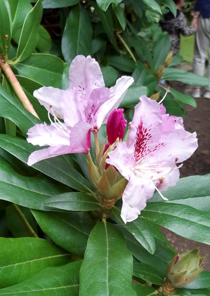 Secret Quarry Garden - image 5