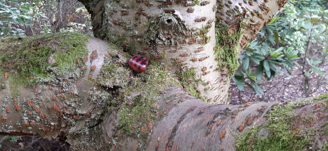 Secret Quarry Garden - image 2